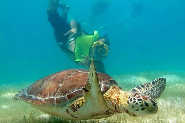 Tulum & Turtles: Private Tour - Mayan Ruins & Snorkel
