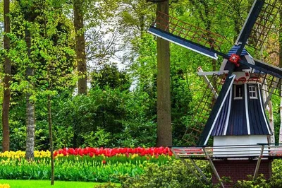 Unforgettable Private Keukenhof Tulip Experience: VIP Chauffeur & Scenic Bliss