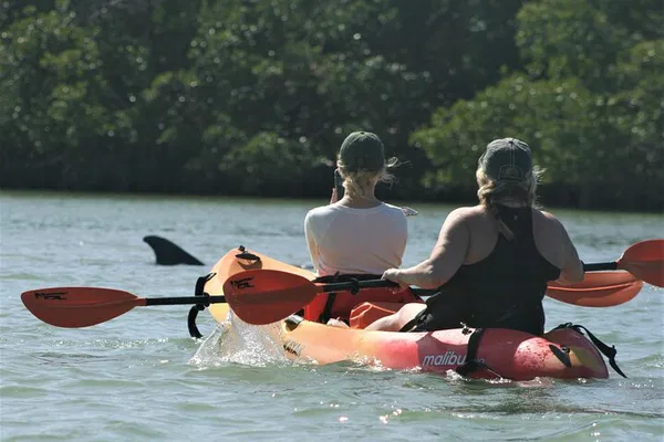 Naples Kayak Adventure: Explore Mangroves & Spot Wildlife!