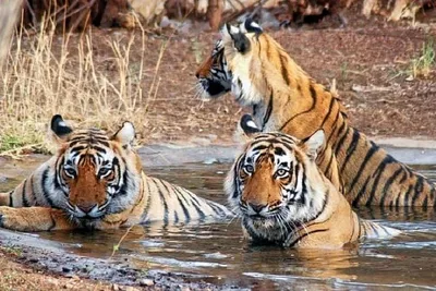 Golden Triangle & Tiger Safari: A 6-Day Private Adventure from Delhi