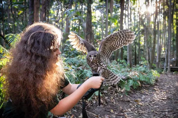 Fly with Owls: Buderim Forest's Unique Encounter