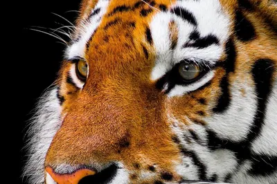 Unforgettable 7-Day Tiger Safari & Golden Triangle Adventure from Delhi