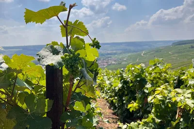 Champagne Region Tour: Discover Épernay's Best Vineyards