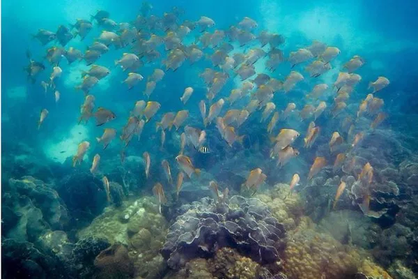 Discover Ko Kut's Underwater Paradise: A Snorkeling Adventure