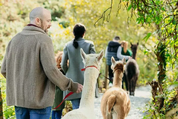 Alpaca Adventure: Trek & Sip in Scenic Northern Ireland!