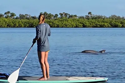 Paddle Indian River: See Manatees & Dolphins!