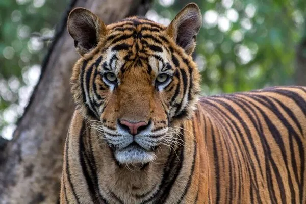 Nagarhole Safari & Golden Temple Tour from Bangalore