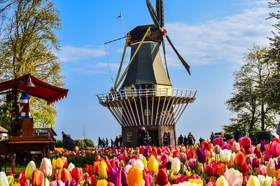 Keukenhof & Tulperij: A Luxurious Floral Private Tour