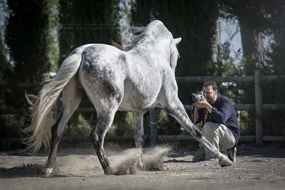Capture Majestic Moments: Equestrian Photography Masterclass in Madrid
