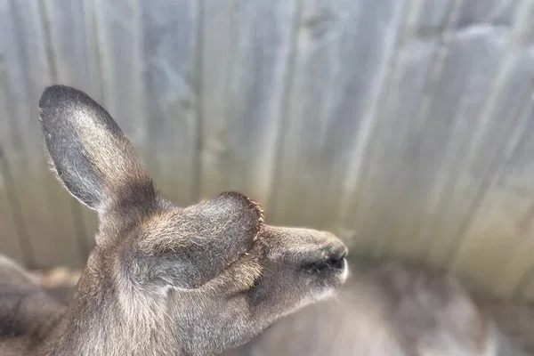 Hobart's Best: Shore Excursion with Wildlife & History