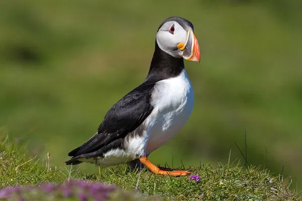 Puffin & Volcano Tour: Vestmannaeyjar's Wild Side!