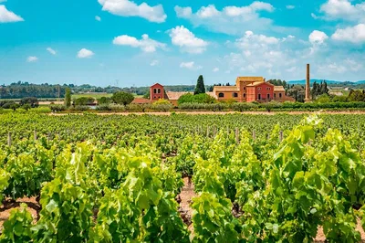 Uncork Catalonia: A Luxurious Private Wine Tour from Barcelona