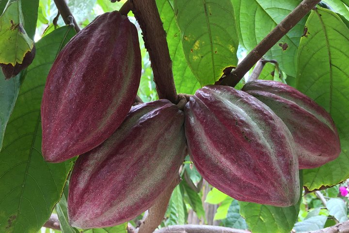 Vallarta Chocolate Tour: Cacao History & Workshop