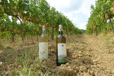 Savor Tuscany: Gourmet Wine Tour & Tasting at San Quirico Winery