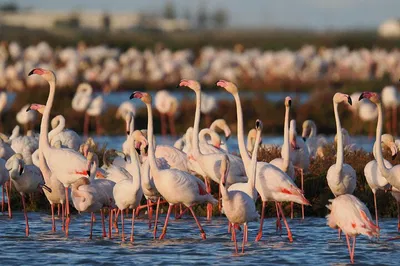 Ebro Delta Birdwatching: Nature Tour from Casa de Fusta