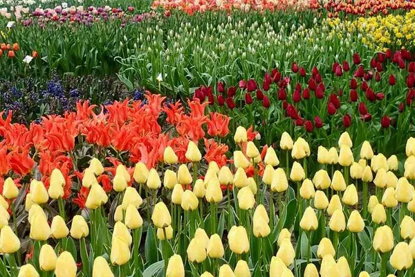 Keukenhof, Tulips & Windmills: Amsterdam Private Tour