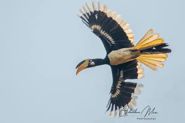 Dandeli Birding Paradise: A 3-Day Private Nature Immersion