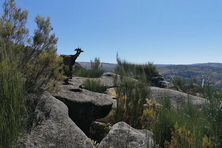 img0