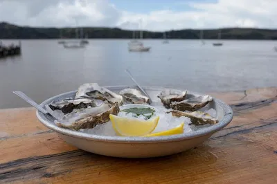 Savor Sonoma: A Gourmet Journey of Cheese, Oysters & Wine!