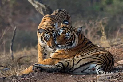 Unleash the Wild: Ranthambore's Thrilling Gypsy Safari with Skip-the-Line Entry
