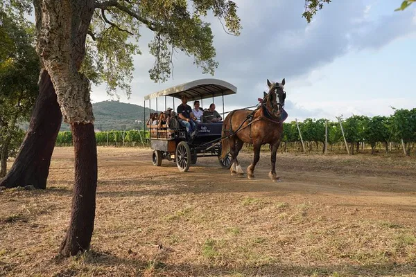 Tuscan Wine Escape: Carriage Ride & Organic Wine Tasting