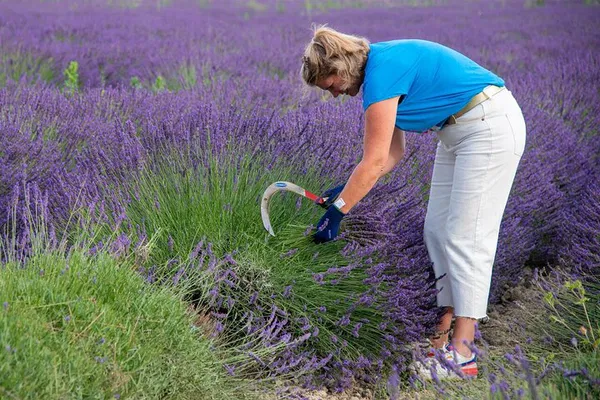 Harvest Your Own Lavender: Aromatic Workshop in Bellegarde