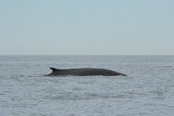 Barcelona Whale Watch: Sail the Med, Witness Marine Majesty!