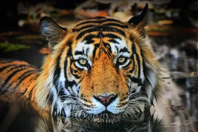 Embark on a Thrilling Tiger Safari: Ranthambore Adventure from Delhi!