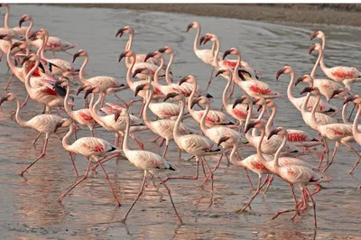 Lio Piccolo Bike Tour: Flamingos & Lagoon Adventure