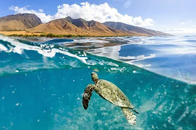 Maui's Turtle & Taco Catamaran Adventure: Snorkel, Sail & Savor!