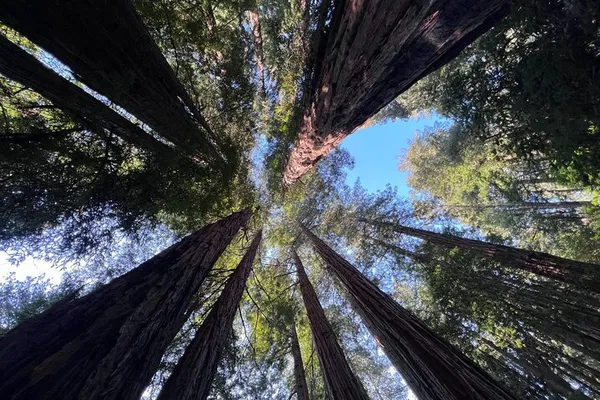 SF Bay Cruise, Muir Woods & Sausalito: Best Value Day Tour