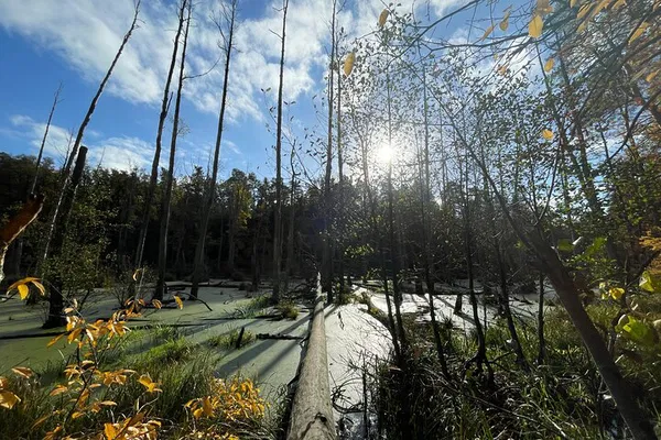 Berlin & Brandenburg Hiking: Nature Escape with Guided Expertise!