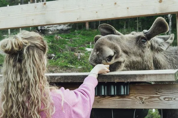 Kristiansand: Bus Tour & Moose Park Adventure