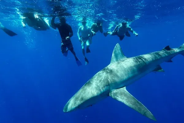 Oahu Shark Dive: Cage-Free Swim with Sharks!