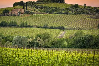 Tuscan Wine Escape: Private Brunello & Nobile Tour from Florence