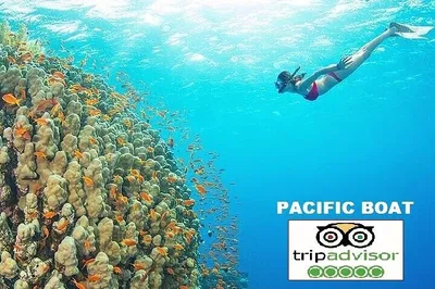Cham Island Snorkeling: Small Group Tour from Da Nang