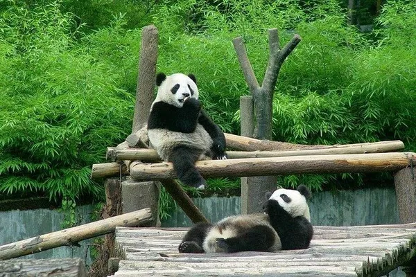 Shanghai Zoo Private Transfer: Panda Paradise in Comfort!