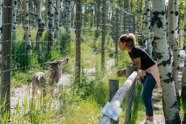 Yamnuska Wolfdog Sanctuary Walk: Meet Canadian Wolfdogs!