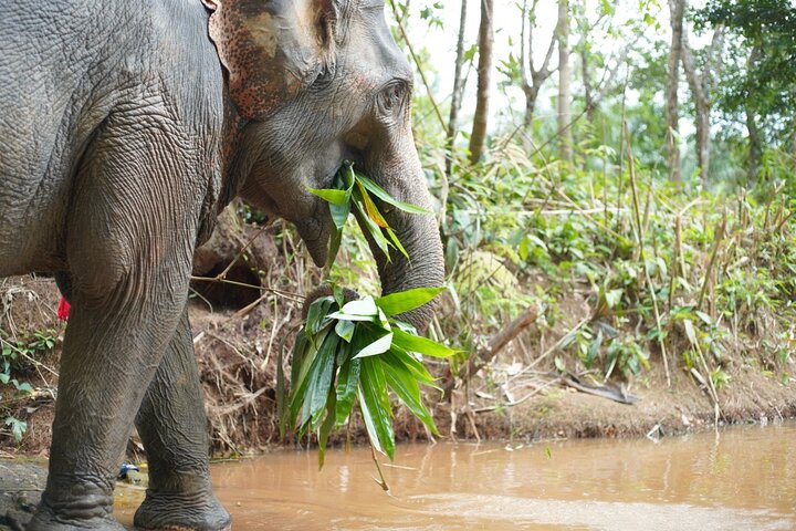 Khao Lak Ethical Elephant Encounter: Observe Gentle Giants!