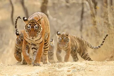Unforgettable 4-Day Jaipur, Ranthambore & Taj Mahal Adventure