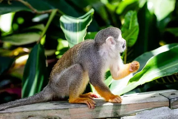 Monkeyland Adventure: Family Fun in Punta Cana