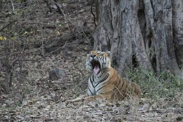 Unforgettable Tiger Safari: Private Ranthambore Day Trip from Jaipur