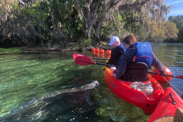 Kayak with Gentle Giants: Orlando Manatee Encounter at Blue Spring!