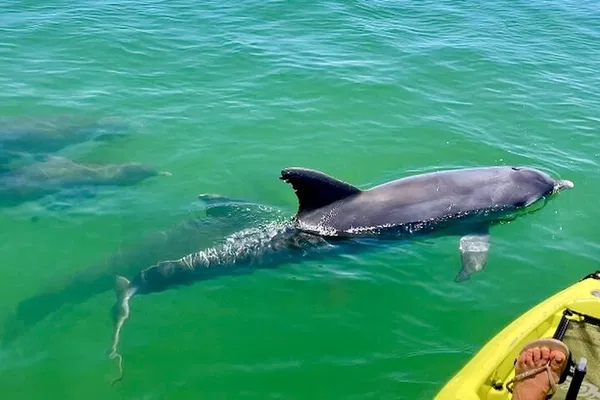 Marco Island Pedal Kayak Tour: Mangrove Tunnel Magic!
