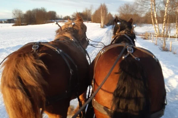 Stange Horse Carriage & Sleigh Ride: Fokhol Gård