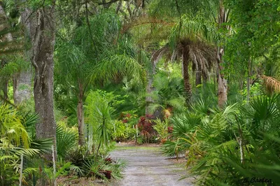 Discover North Florida's Botanical Gems: A Private Walking Tour of St. John's Garden