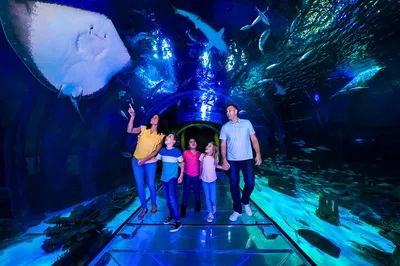 SEA LIFE Orlando: Sharks, Turtles & 360° Ocean Tunnel!