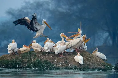 Keoladeo Birding Adventure: Agra to Jaipur Wildlife Tour with Abhaneri Stepwell