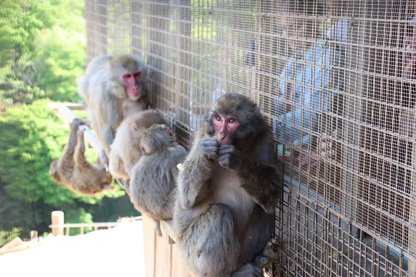 Kyoto Early Bird Tour: Beat Crowds at Top Spots!