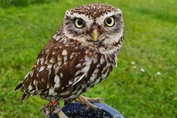 Falconry & Giant's Causeway Private Day Tour from Belfast